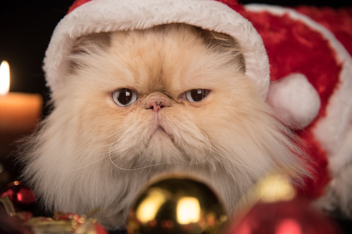 Real Persian cat wearing a Santa hat